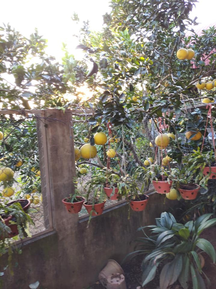 Anh Hưng bán bưởi với giá từ 10.000 - 15.000 đồng/quả, tùy loại.