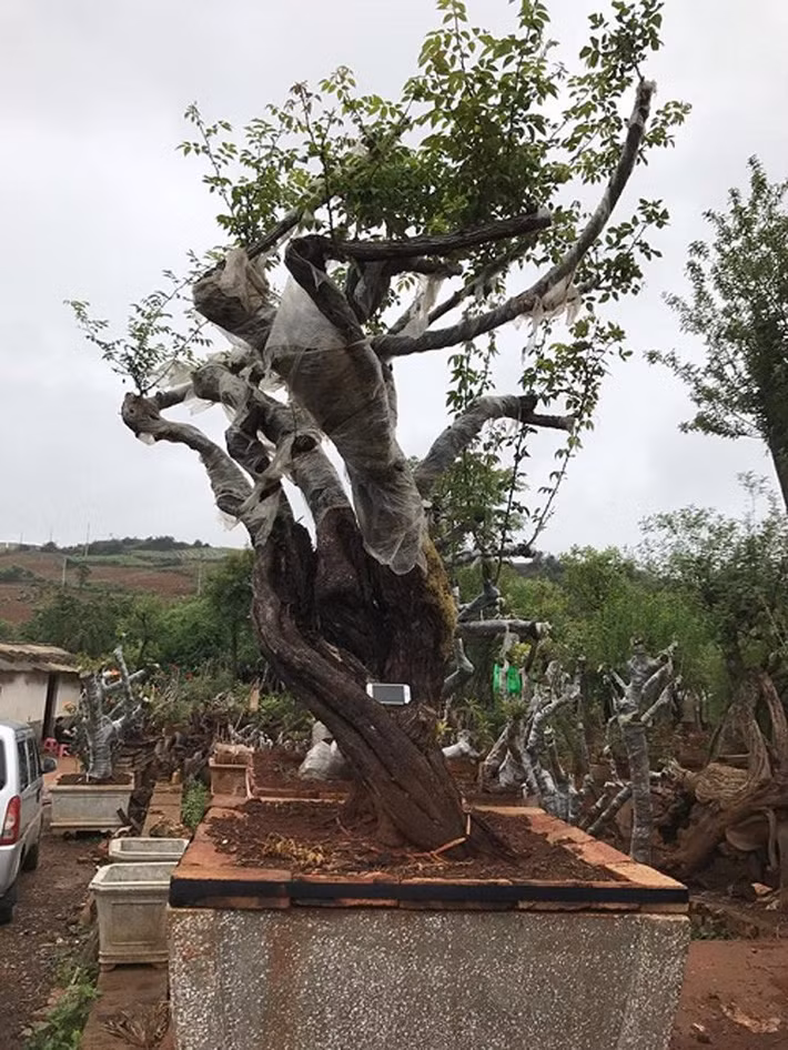 Đáng chú ý, gốc hoa hồng khủng có tuổi đời hơn 1 thế kỷ ở Sapa từng có người trả đến 1 tỷ đồng nhưng chủ nhân vẫn không bán. Ảnh: VietnamNet