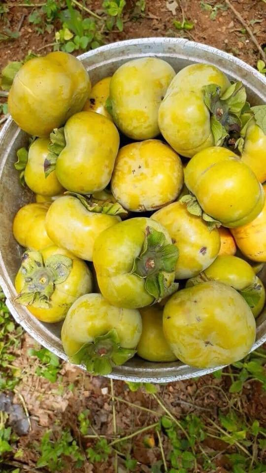 Hồng giòn vuông Mộc Châu thường có màu vàng đỏ, thịt hồng cứng có màu vàng cam, ăn giòn và có mùi thơm đậm. Ảnh: Facebook.