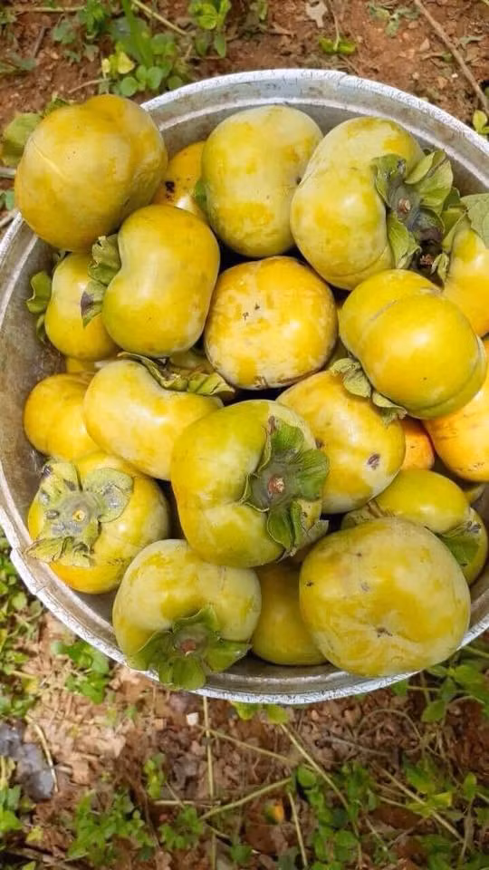 Hồng giòn vuông Mộc Châu thường có màu vàng đỏ, thịt hồng cứng có màu vàng cam, ăn giòn và có mùi thơm đậm. Ảnh: Facebook.