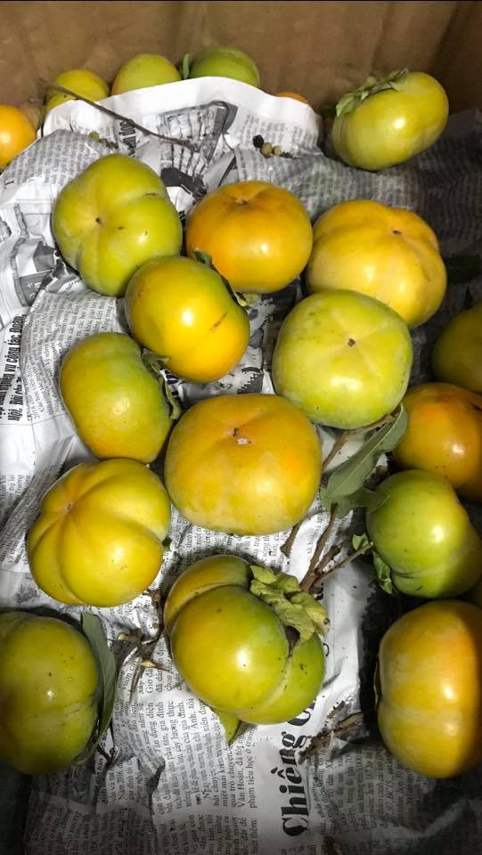 Tháng 9 - 10 là thời điểm vào vụ thu hoạch hồng giòn. Tại Việt, các tỉnh phía Bắc như Sơn La, Đà Lạt, Bắc Kạn, Tuyên Quang, Mộc Châu… là những nơi trồng nhiều và cung cấp ra thị trường số lượng hồng không nhỏ. Ảnh: Facebook.