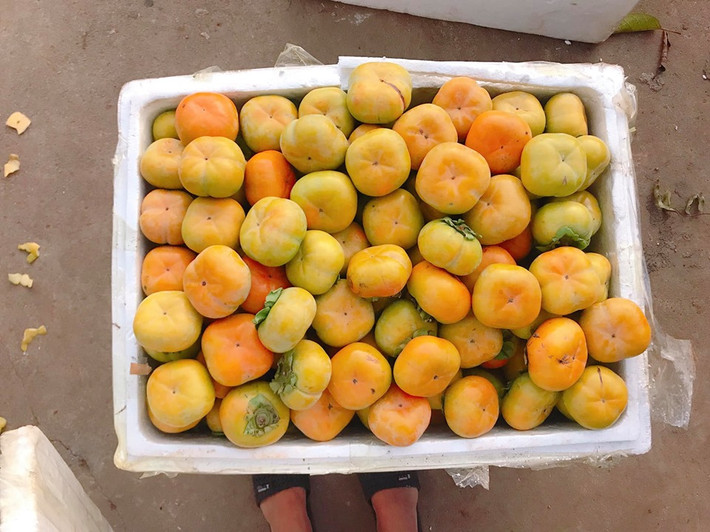 Về hình dáng, hồng giòn Việt Nam thường có màu vàng cam, quả to vừa phải hay có các vết thâm nám. Ảnh: Facebook.