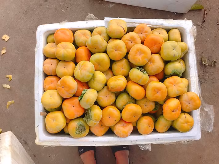 Về hình dáng, hồng giòn Việt Nam thường có màu vàng cam, quả to vừa phải hay có các vết thâm nám. Ảnh: Facebook.