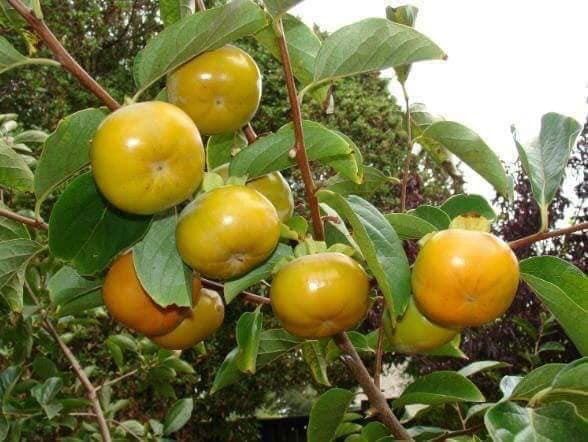 Hồng giòn Lạng Sơn có hình dáng vuông thành, quả nhỏ, vỏ dày. Khi ăn giòn, ngọt đậm và có cát. Ảnh: Facebook.