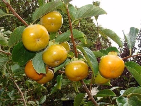 Hồng giòn Lạng Sơn có hình dáng vuông thành, quả nhỏ, vỏ dày. Khi ăn giòn, ngọt đậm và có cát. Ảnh: Facebook.