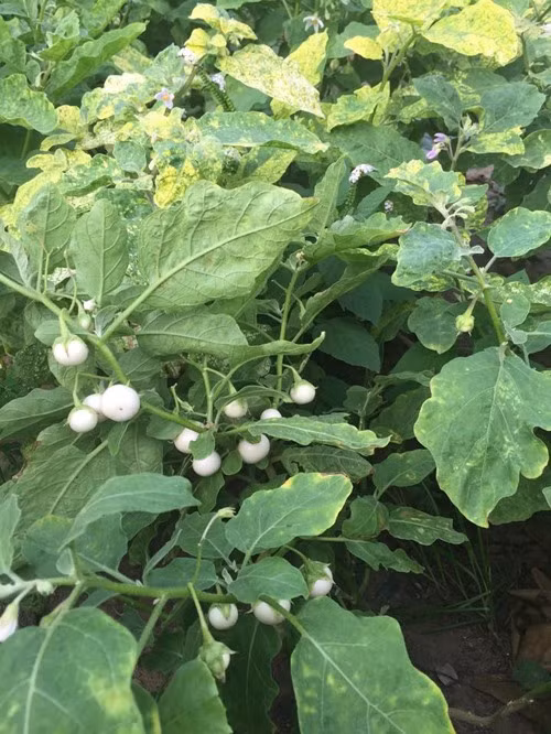 Cà pháo cho nhiều quả. Ảnh: Lao động