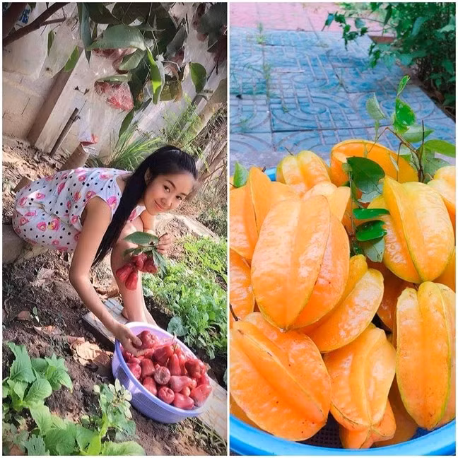 Diễn viên Lê Phương và gia đình bố mẹ có một khu vườn rộng ở Trà Vinh với hàng chục loại cây ăn quả, rau củ. Ảnh: Lao động