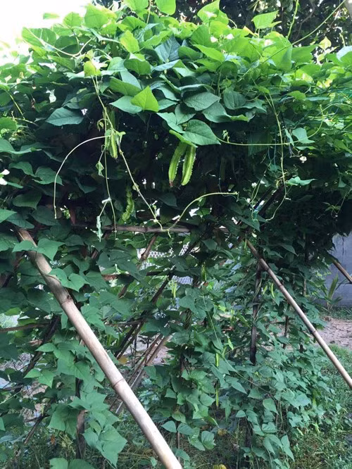 Mỗi dịp rảnh rỗi, cô đều quê nhà ở Trà Vinh để thăm bố mẹ và dạo vườn. Ảnh: Lao động