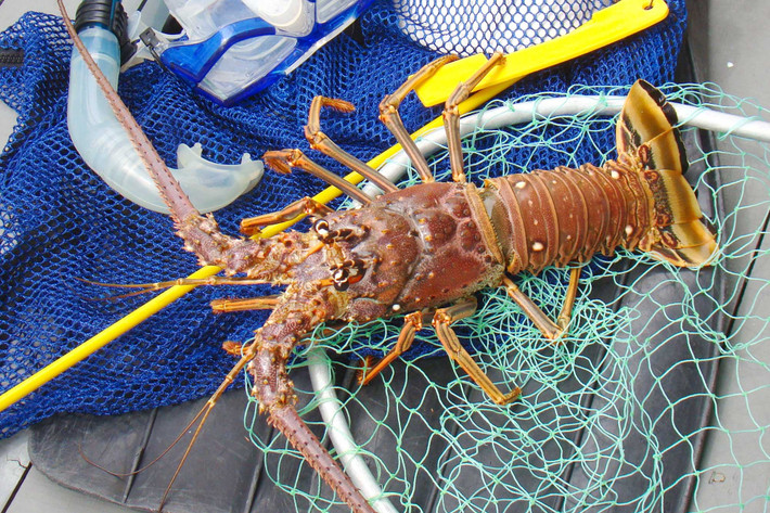 Một yếu tố nữa khiến cho tôm hùm đắt đỏ là việc đánh bắt tôm hùm không hề dễ dàng. Người thợ thả chiếc bẫy và mồi xuống đáy đại dương.