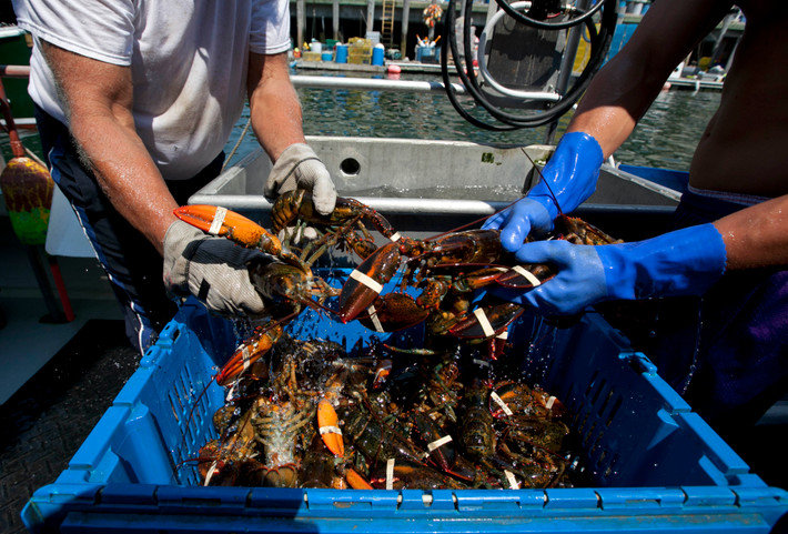 Ngày nay, tôm hùm là món ăn ngon nhưng đã có lúc chúng bị coi là những con gián của biển và thậm chí phục vụ cho tù nhân. Vậy từ khi nào tôm hùm trở thành món ăn ngon và vì sao chúng luôn đắt đỏ?