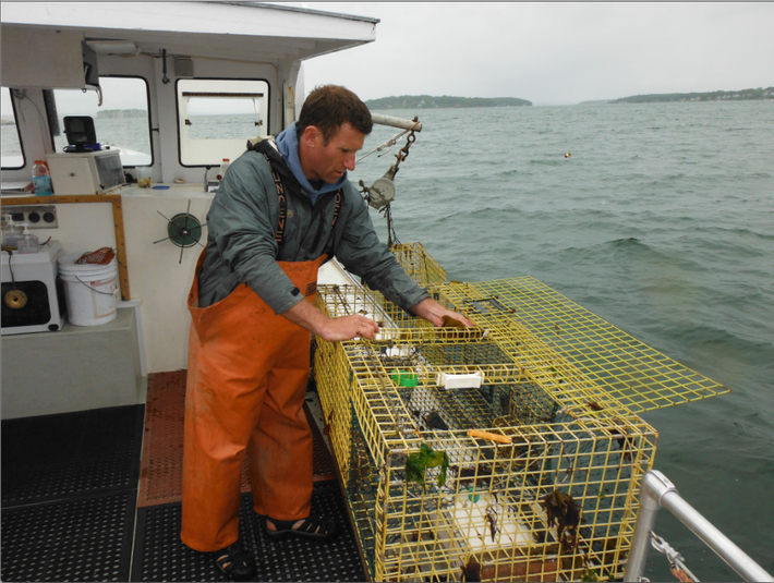 Những con tôm đủ tiêu chuẩn sẽ được buộc càng lại, thả trong nước lạnh rồi đưa vào bờ. Sau đó, chúng được đặt trong bể nước mặn, đảm bảo độ mát, ẩm, cũng như đủ oxi để sống sót suốt quá trình vận chuyển.