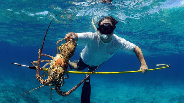 Thêm nữa, rất khó để nuôi được tôm hùm Mỹ hay tôm hùm châu Âu. Trong số 50.000 trứng chỉ có 2 con tôm hùm sống sót và đạt đến kích thước cho phép.