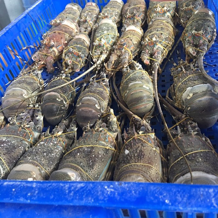 Thêm nữa, loại tôm này nhỏ, chỉ khoảng 70 – 100 gram/con, tính ra 10-14 con mới được 1kg. Ảnh: Facebook.