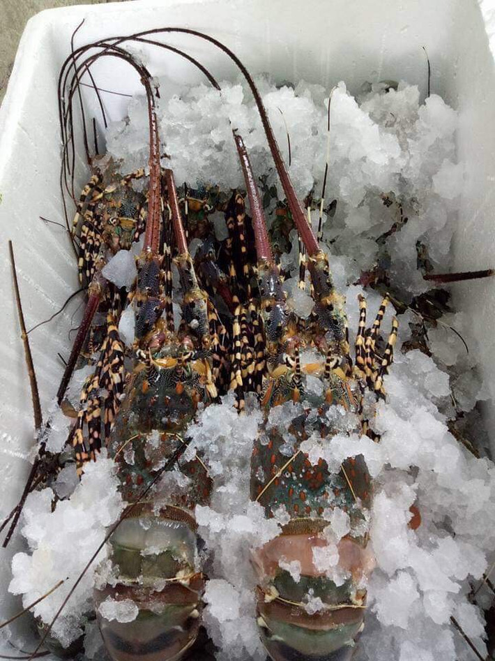 Đầu tôm hay vỏ tôm chưa bị đổi màu, vì đó là dấu hiệu cho biết thịt bắt đầu hư thối. Ảnh: Facebook.