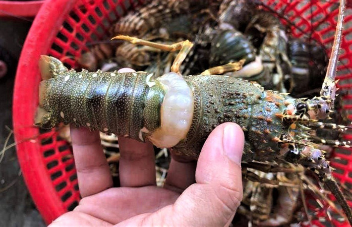 Theo Dân Việt, loại tôm hùm giá rẻ bất ngờ này bán chạy, khách hàng thường đặt chục con một lần. Ảnh: Baodansinh.