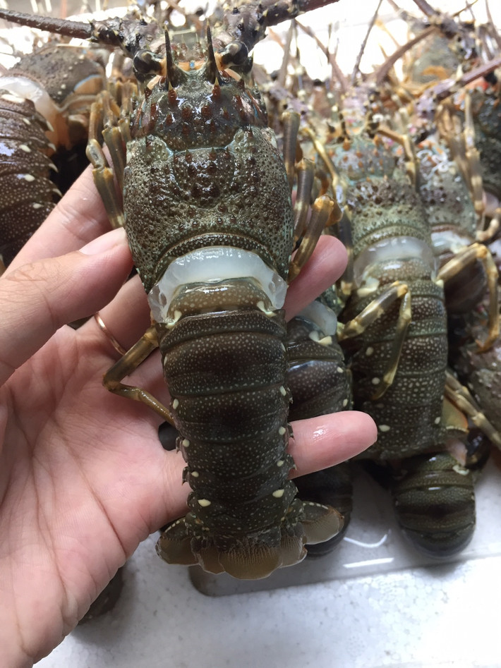 Hơn nữa, đây đều là tôm đông lạnh, rất khó kiểm soát về chất lượng. Ảnh: Facebook.