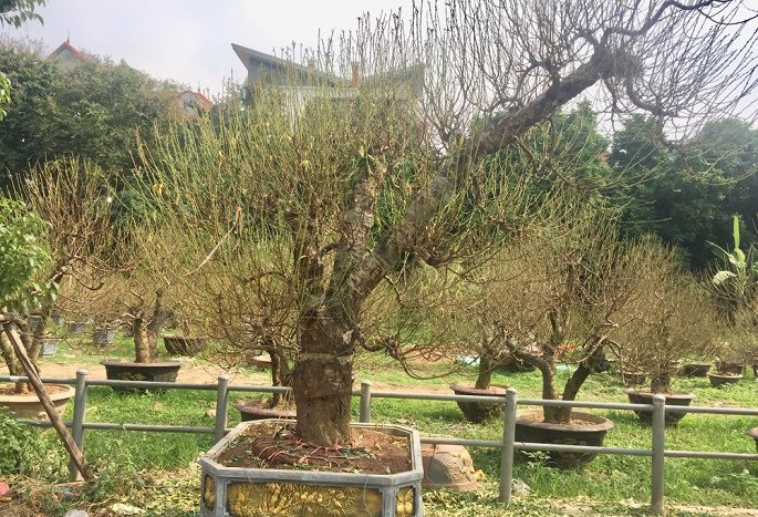 Theo một số người bán, việc bán những gốc đào thế sớm là để cho khách có thời gian ngắm nghía, lựa chọn và đặt hàng trước. Ảnh: VTC.