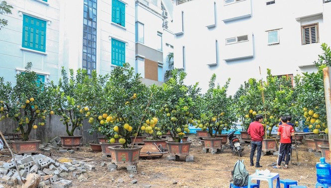 Khoảng đầu tháng 1 dương lịch là thời điểm có nhiều khách đến hỏi mua nhất. Tuy nhiên, hiện cũng có nhiều người do thích thú dừng lại khảo giá, hỏi mua hoặc thuê. Ảnh: Tiền phong.