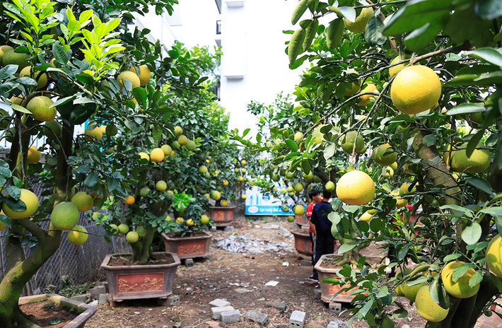 Cùng với đào, bưởi cảnh sai trĩu quả được bày bán dọc các tuyến đường Lạc Long Quân. Ảnh: Hanoimoi.