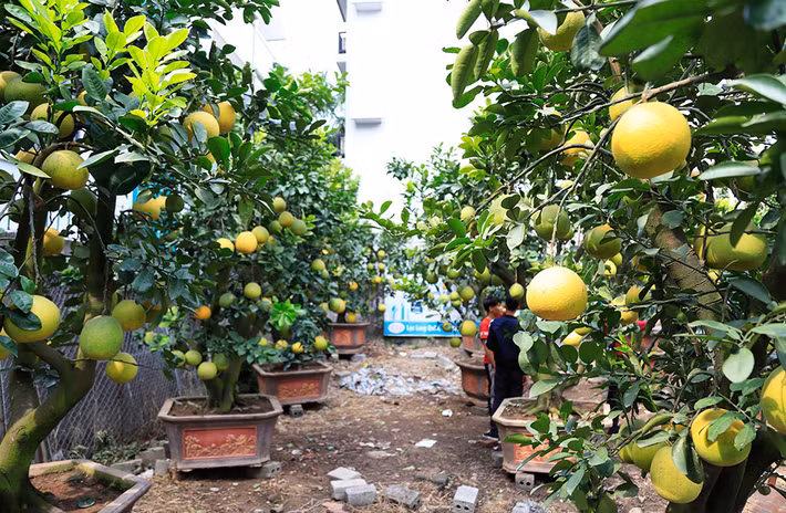 Cùng với đào, bưởi cảnh sai trĩu quả được bày bán dọc các tuyến đường Lạc Long Quân. Ảnh: Hanoimoi.