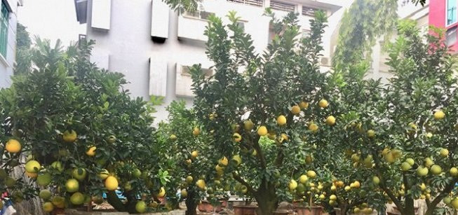 Vài năm nay, bưởi cảnh được khách hàng lựa chọn nhiều do bưởi có thể chơi trong thời gian dài, quản chín vàng rất đẹp mắt. Ảnh: VTC.