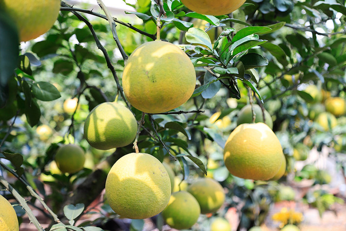 Theo người bán, bưởi hiện tại vẫn chưa ra hoa. Đến gần Tết, hoa nở nhiều, cây bưởi nhìn sẽ đẹp và cân đối hơn. Ảnh: Hanoimoi.