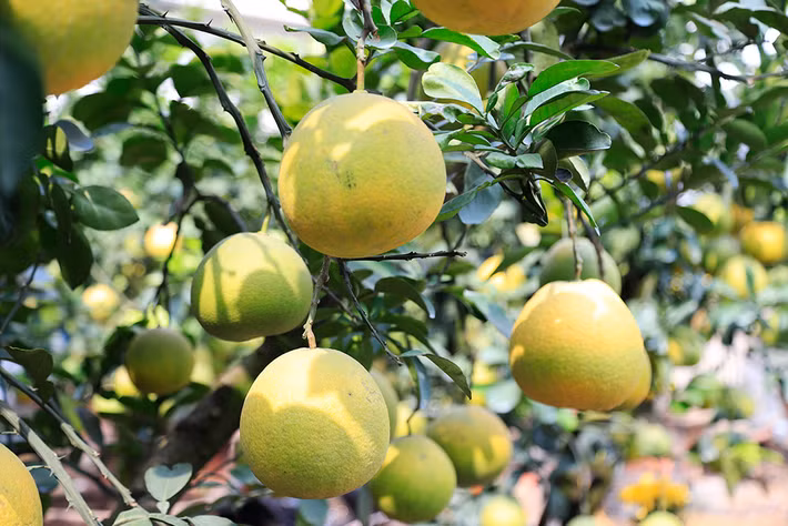 Theo người bán, bưởi hiện tại vẫn chưa ra hoa. Đến gần Tết, hoa nở nhiều, cây bưởi nhìn sẽ đẹp và cân đối hơn. Ảnh: Hanoimoi.