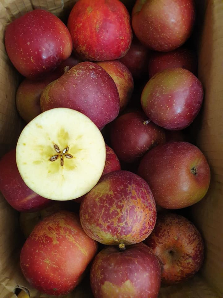 Trong đó, phổ biến nhất là táo đá. Loại táo này xấu xí, quả to quả nhỏ, quả sâu, quả thì vẹo...không đều nhau. Ảnh: Facebook