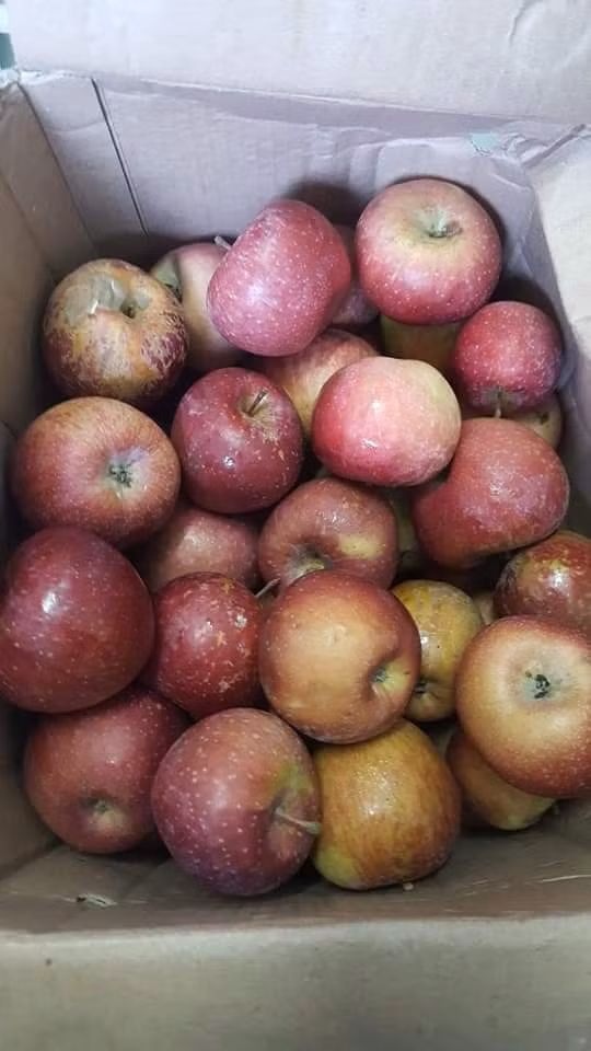 Dù là táo Trung Quốc nhưng táo đá vẫn được người tiêu dùng ưa chuộng bởi táo này ăn còn giòn, ngọt, giá thành lại siêu rẻ. Ảnh: Facebook