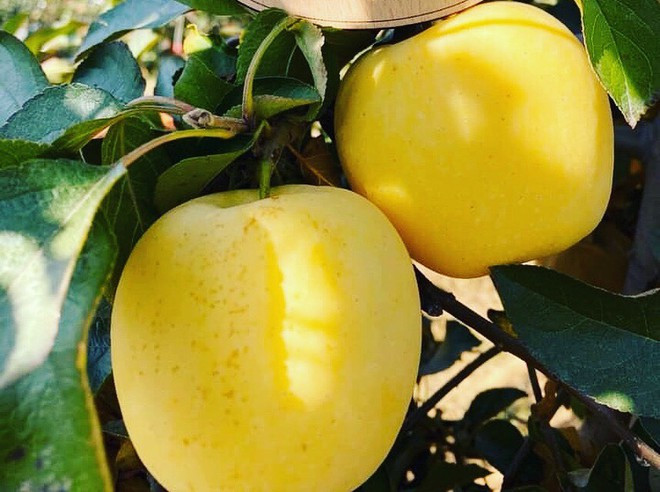 Một loại táo nữa cũng đã tạo cơn sốt là táo mật vàng. Loại táo này được quảng cáo là 10 quả như một, để xuống mật ăn ngọt lịm, thơm mùi kem vani, sữa chuối. Ảnh: Vietnamnet.