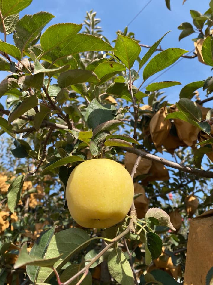 Tuy nhiên, theo Vietnamnet, đây giống táo mới ở Trung Quốc, năm nay mới cho thu hoạch. Ảnh: Facebook.