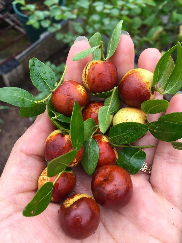 Táo tàu tươi khi chín có màu thâm nhưng ăn lại rất giòn và ngọt. Một số người biết đây là táo tàu nhưng vẫn mua về ăn thử vì tò mò. Ảnh: Facebook.