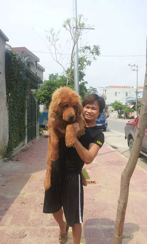 Chó ngao Tây Tạng do anh Hoàng nuôi có kích thước đồ sộ, cao ít nhất 70 cm đối với chó đực, nặng khoảng từ 64 - 82 kg. Ảnh: Dân Việt.