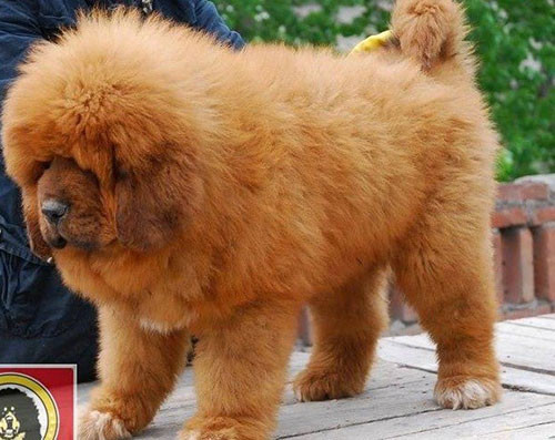 Để sở hữu cả trang trại chó ngao như vậy, anh Hoàng tốn khá nhiều thời gian và tiền bạc. Anh chăm sóc chúng kỳ công khi cho ăn sữa, trứng gà, đầu gà, cổ gà. Ảnh: Dân Việt.