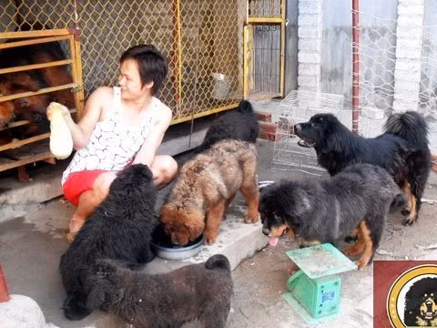 Tới đất Quảng Yên, Quảng Ninh, nói đến loài chó "triệu đô" Ngao Tạng, không ai không biết cái tên Kiều Văn Hoàng, chàng trai trẻ đang sở hữu một trại nuôi giống chó đắt đỏ nhất thế giới. Ảnh: Vietnamnet.