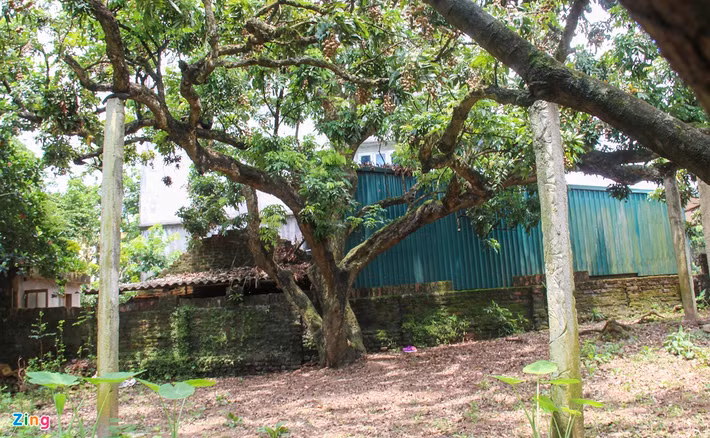 Do có quả chín muộn nên cuối mùa nhiều người thường tới mua với giá cao. Ảnh: Zing.