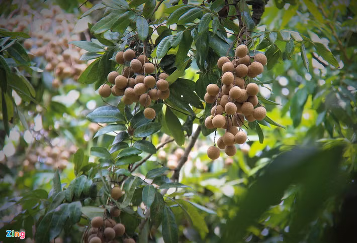 Cây nhãn của một gia đình ở Quốc Oai (Hà Nội) đã gần 130 tuổi nhưng luôn sai trĩu khi tới vụ như lứa nhãn tơ (nhãn trồng 3-4 năm), vụ nào nào cũng 6-8 tạ. Ảnh: Zing.