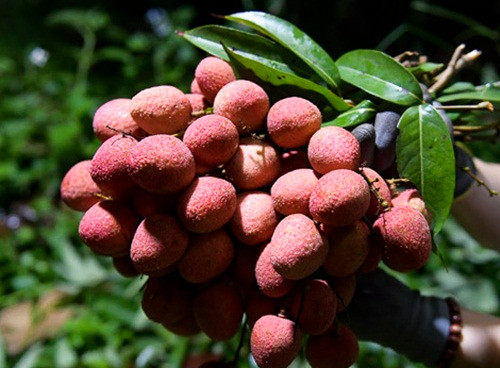 Vải Lục Ngạn năm nay quả to, ít sâu nên bán được giá cao. Loại vải đẹp có giá 20-23.000 đồng/kg. Ảnh: Infonet.