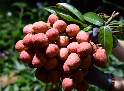 Vải Lục Ngạn năm nay quả to, ít sâu nên bán được giá cao. Loại vải đẹp có giá 20-23.000 đồng/kg. Ảnh: Infonet.