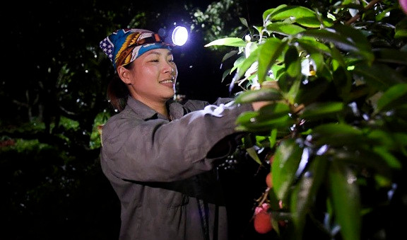 Việc bẻ vải sớm cũng giúp cho vải đẹp hơn. Ảnh: Infonet.