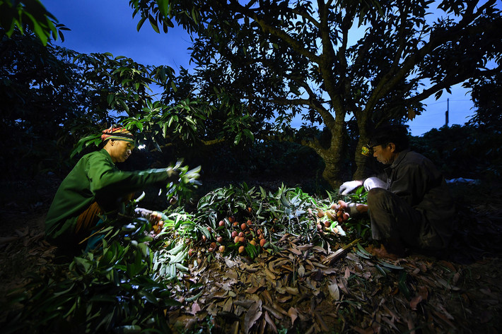 Mặc dù phải thu hoạch vải thiều lúc nửa đêm nhưng ai ai cũng rạng rỡ vì năm nay được mùa. Ảnh: Vnexpress.