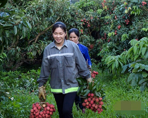 Năm 2019 doanh thu từ vải thiều của huyện Lục Ngạn đạt hơn 4.000 tỷ đồng. Ảnh: Infonet.