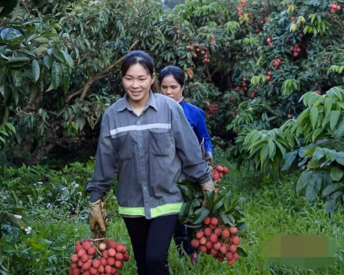 Năm 2019 doanh thu từ vải thiều của huyện Lục Ngạn đạt hơn 4.000 tỷ đồng. Ảnh: Infonet.
