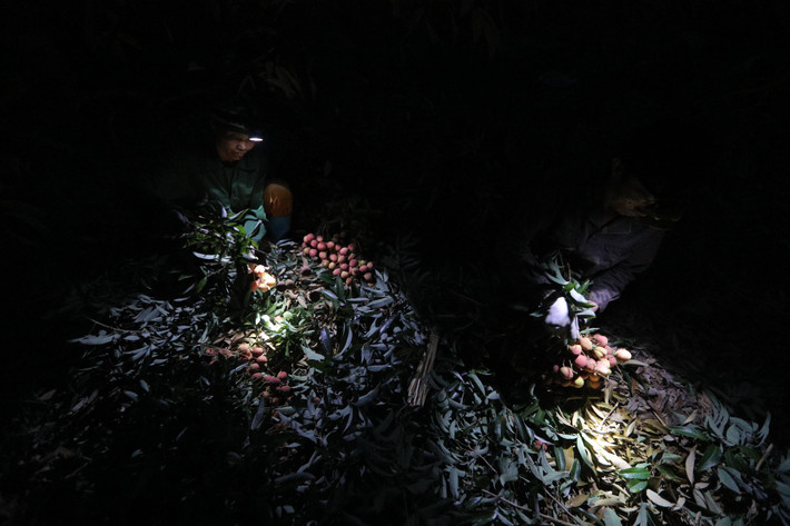 Các thương lái chỉ thu mua vải buổi sáng (buổi chiều sẽ đóng hàng và vận chuyển đi các nơi) nên chủ vườn phải ra vườn hái từ khi trời còn chưa sáng. Ảnh: Cand.