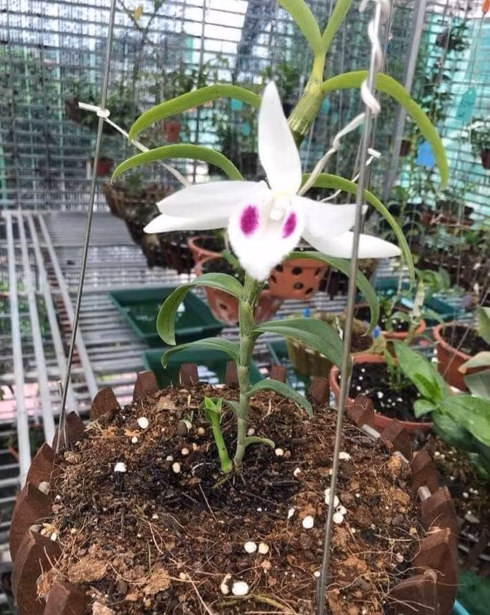 Ngoài ra, bạn có thể phòng bệnh cho lan phi điệp bằng cách phun nước vôi trong 2 lần/tháng. Nguồn ảnh: Facebook