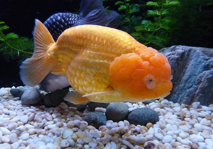 Thêm nữa, việc nuôi và chăm sóc cá Ranchu từ lúc nhỏ cho tới lúc to bằng 5-6 ngón tay tốn nhiều thời gian, thức ăn và công sức.