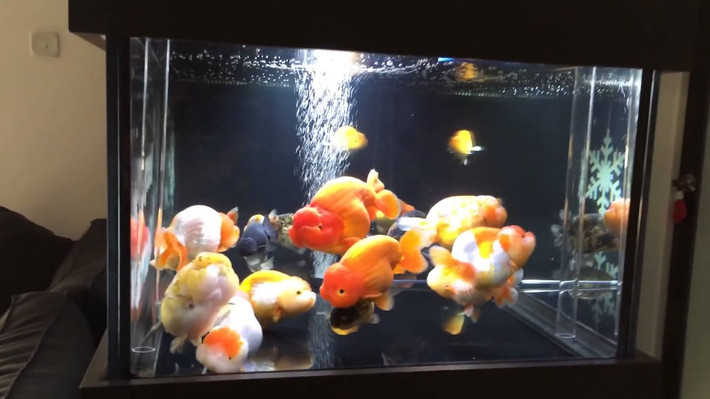 Ở nước ta, cá vàng Ranchu có giá dao động từ vài trăm cho tới vài chục triệu đồng một con. Mức giá của cá phụ thuộc theo thời điểm mua, kích cỡ và màu sắc của cá.