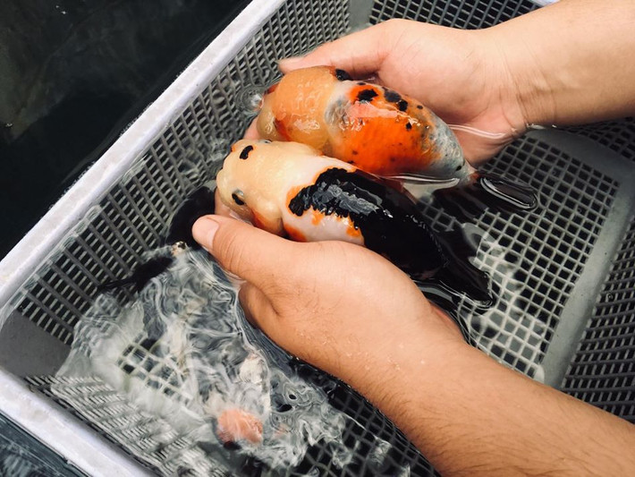 Hiện, phong trào nuôi cá vàng Ranchu đang thu hút đông đảo người chơi. Cộng đồng người chơi cá Ranchu còn thường xuyên chia sẻ cách chăm sóc cho nhau. Nguồn ảnh: Facebook.