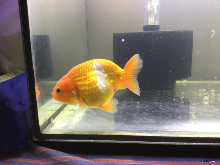 Cá vàng Ranchu đẻ rất nhiều (mỗi lần từ vài trăm đến cả nghìn con), nhưng khi lớn lên qua nhiều quá trình lọc chỉ còn lại rất ít con có dáng đẹp. Đây cũng là một phần nguyên nhân khiến cá Ranchu có giá cao.