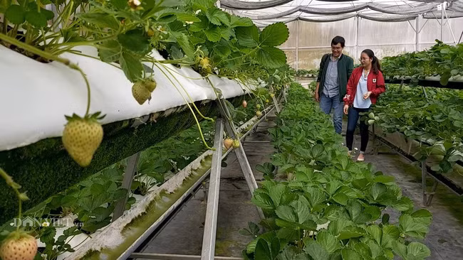 Toàn bộ dâu tây Bạch Tuyết đều được trồng trong nhà kính, ứng dụng công nghệ tưới nhỏ giọt, đáp ứng mọi tiêu chuẩn về an toàn sinh học. Ảnh: Dân Việt.